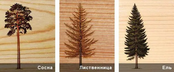 Пример отличия хвойных деревьев